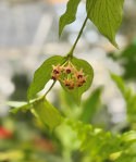 Hoya polyneura - Svans-Porslinsblomma