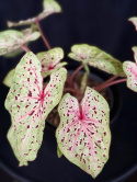 Caladium Miss Muffet