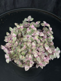 Callisia repens Rosato