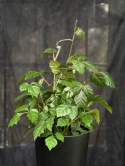 Cissus alata Ellen Danica