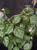 Cissus alata Ellen Danica