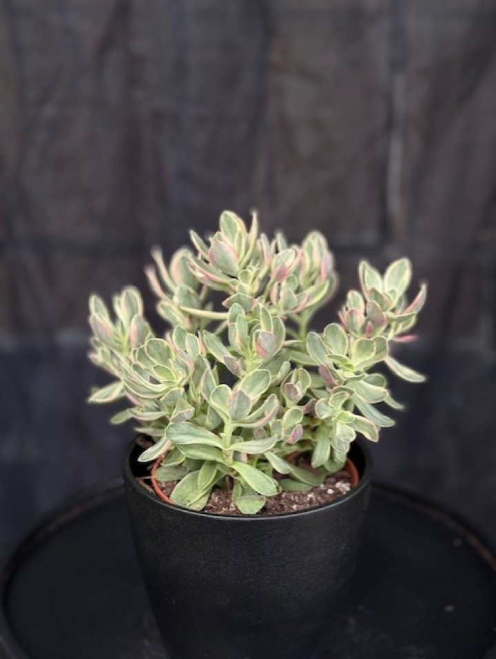Crassula ovata variegata i gruppen Växter / Krukväxter / Kaktusar & Suckulenter hos Åsby Hem & Trädgård (196576)