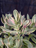 Crassula ovata variegata