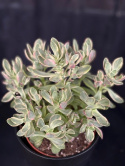 Crassula ovata variegata