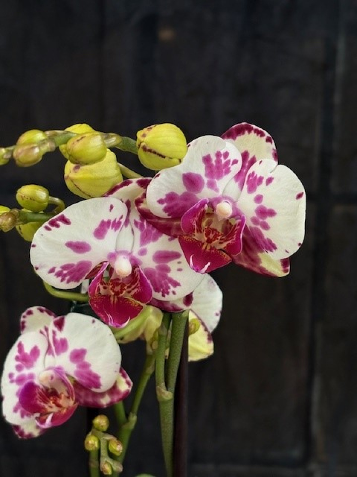 Phalaenopsis \'Viola\' - Brudorkidé i gruppen Växter / Krukväxter / Orkidéer hos Åsby Hem & Trädgård (196579)