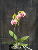 Phalaenopsis \'Viola\' - Brudorkidé