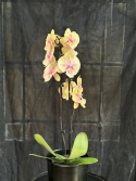 Phalaenopsis \'Daria\' - Brudorkidé