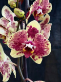 Phalaenopsis \'Exotic Punch\' - Brudorkidé