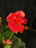 Pelargonium \'Chocolate Fire\'