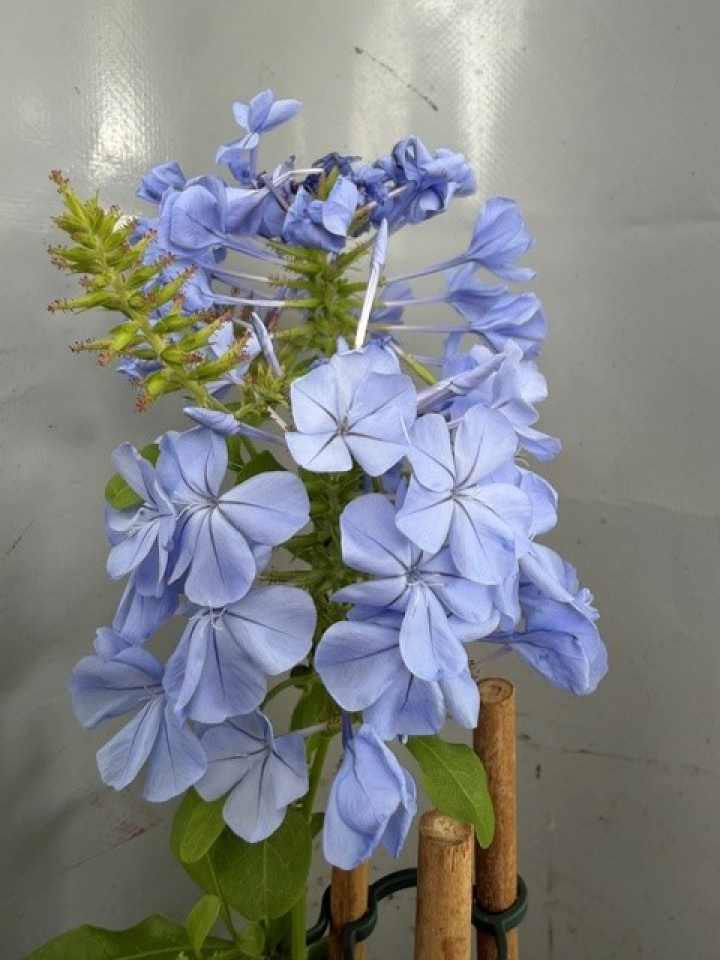 Plumbago auriculata - Blyblomma i gruppen Växter / Krukväxter / Blommande växter hos Åsby Hem & Trädgård (196755)