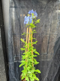Plumbago auriculata  - Blyblomma