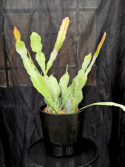 Epiphyllum \'Van Volker\' - Bladkaktus