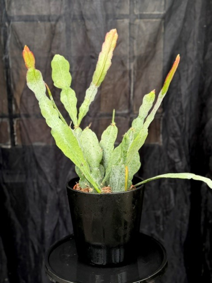 Epiphyllum \'Van Volker\' - Bladkaktus i gruppen Växter / Krukväxter / Kaktusar & Suckulenter hos Åsby Hem & Trädgård (196852)