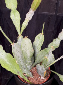 Epiphyllum \'Van Volker\' - Bladkaktus