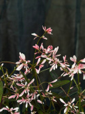 Euphorbia \'Diamond Frost Pink\' - Snötörel, rosa