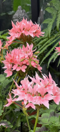 Pelargonium \'Summer Twist Rose\' - Stjärnpelargon