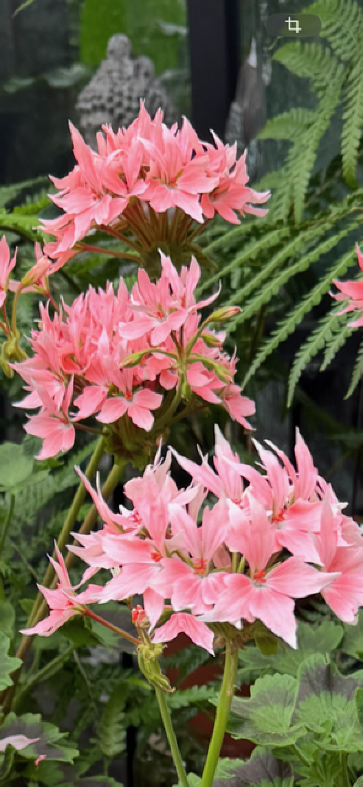 Pelargonium \'Summer Twist Rose\' - Stjärnpelargon i gruppen Växter / Krukväxter / Pelargoner hos Åsby Hem & Trädgård (196878)