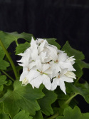 Pelargonium \'Summer Twist White\' - Stjärnpelargon