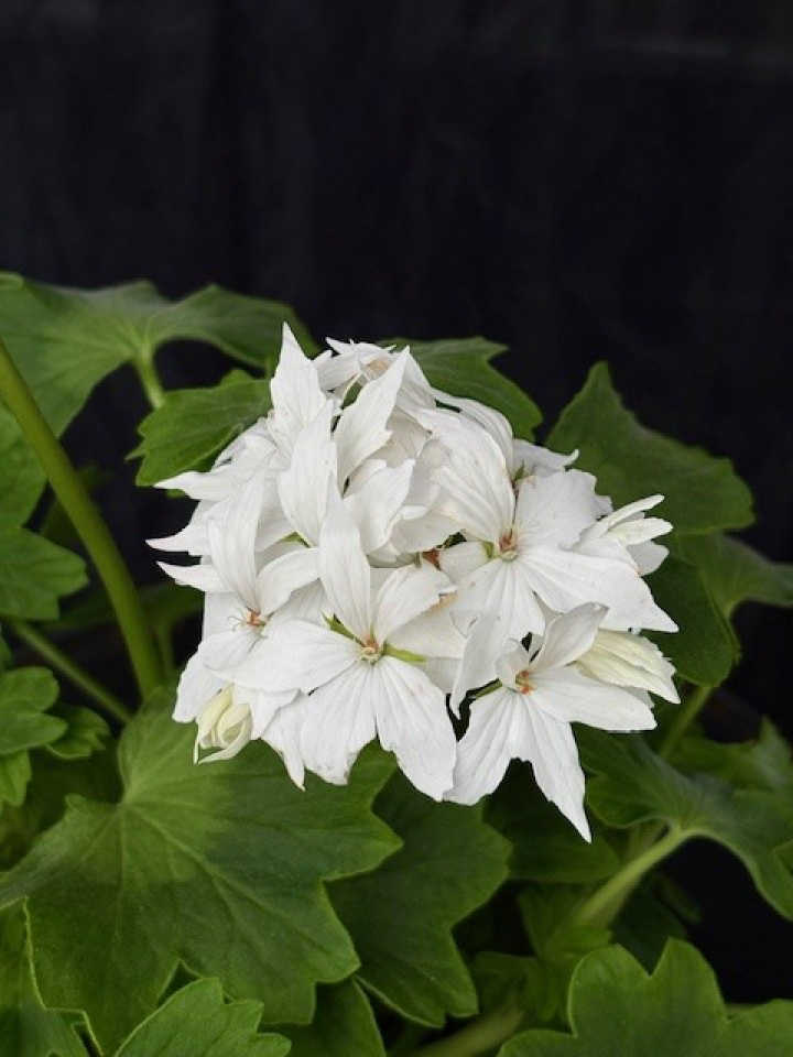 Pelargonium \'Summer Twist White\' - Stjärnpelargon i gruppen Växter / Krukväxter / Pelargoner hos Åsby Hem & Trädgård (196879)
