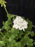 Pelargonium \'Summer Twist White\' - Stjärnpelargon