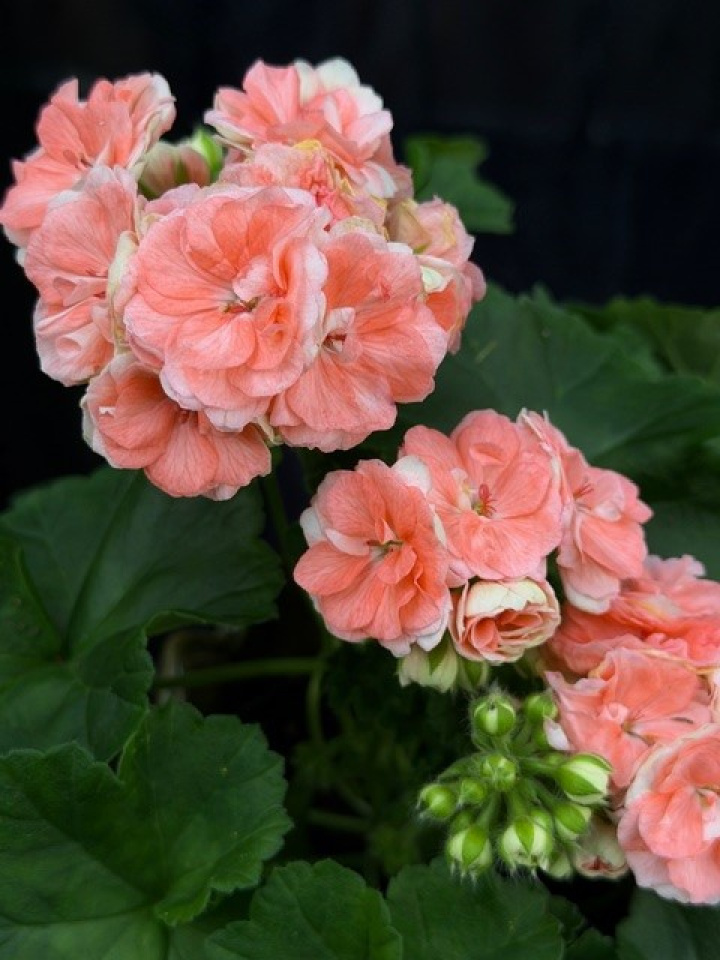 Pelargonium Astrid i gruppen Växter / Krukväxter / Pelargoner hos Åsby Hem & Trädgård (196892)