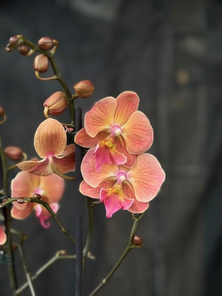 Phalaenopsis \'Limited 44\' - Brudorkidé i gruppen Växter / Krukväxter / Orkidéer hos Åsby Hem & Trädgård (197031)