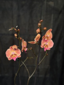 Phalaenopsis \'Limited 44\' - Brudorkidé