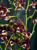 Phalaenopsis \'Limited 52\' - Brudorkidé