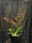 Phalaenopsis \'Limited 52\' - Brudorkidé