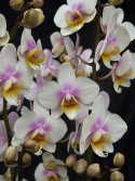 Phalaenopsis multi. \'San Jose\' - Brudorkidé