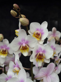 Phalaenopsis multi. \'San Jose\' - Brudorkidé