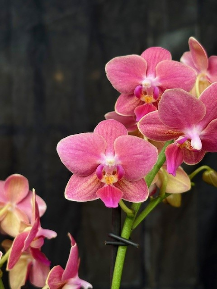 Phalaenopsis multi. \'Amorion\' - Brudorkide i gruppen Växter / Krukväxter / Orkidéer hos Åsby Hem & Trädgård (197035)