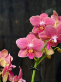 Phalaenopsis multi. \'Amorion\' - Brudorkide