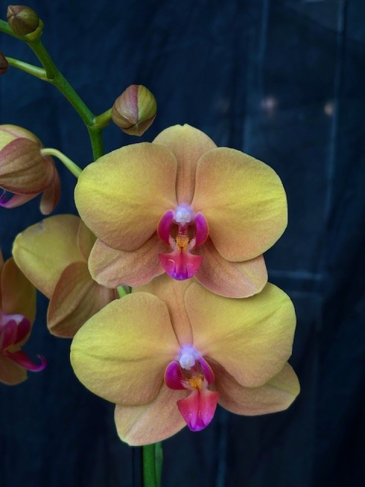 Phalaenopsis \'Deshi\' - Brudorkidé i gruppen Växter / Krukväxter / Orkidéer hos Åsby Hem & Trädgård (197111)