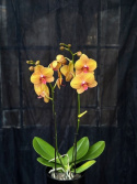 Phalaenopsis \'Deshi\' - Brudorkidé