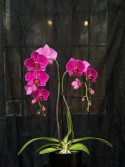 Phalaenopsis \'Queenstown\' - Brudorkidé