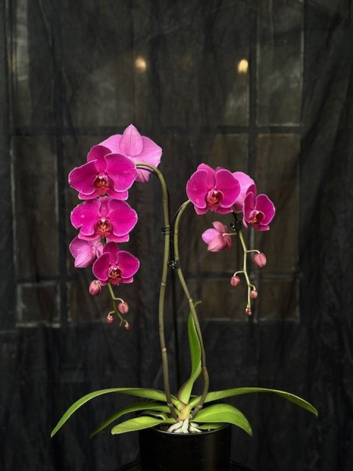 Phalaenopsis \'Queenstown\' - Brudorkidé i gruppen Växter / Krukväxter / Orkidéer hos Åsby Hem & Trädgård (197112)
