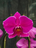 Phalaenopsis \'Queenstown\' - Brudorkidé