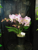 Phalaenopsis \'Bellini\' - Brudorkidé