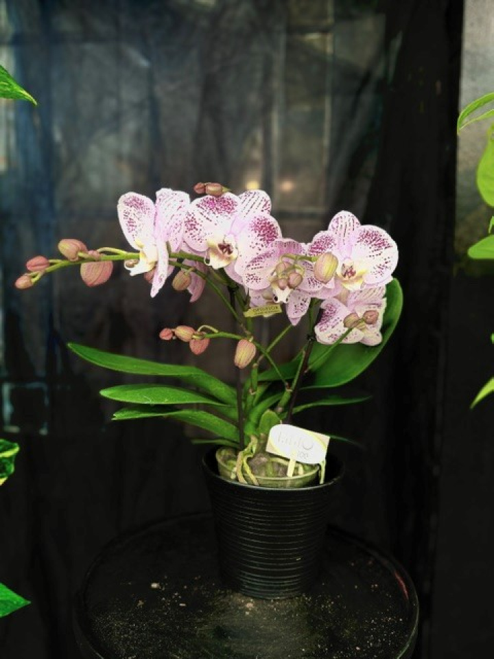 Phalaenopsis \'Bellini\' - Brudorkidé i gruppen Växter / Krukväxter / Orkidéer hos Åsby Hem & Trädgård (197113)