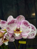 Phalaenopsis \'Bellini\' - Brudorkidé