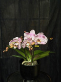 Phalaenopsis \'Bellini\' - Brudorkidé