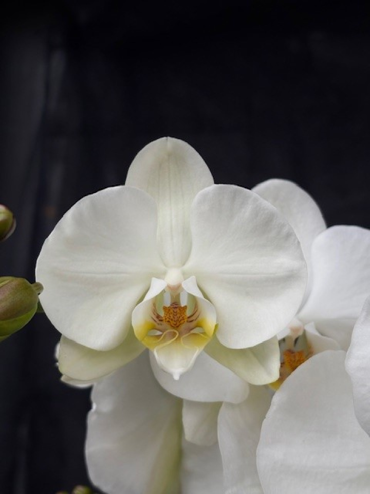 Phalaenopsis \'Bach\' - Brudorkidé i gruppen Växter / Krukväxter / Orkidéer hos Åsby Hem & Trädgård (197114)