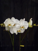 Phalaenopsis \'Bach\' - Brudorkidé