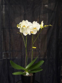 Phalaenopsis \'Bach\' - Brudorkidé
