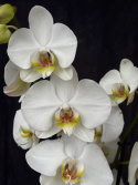 Phalaenopsis \'Berger\' - Brudorkidé