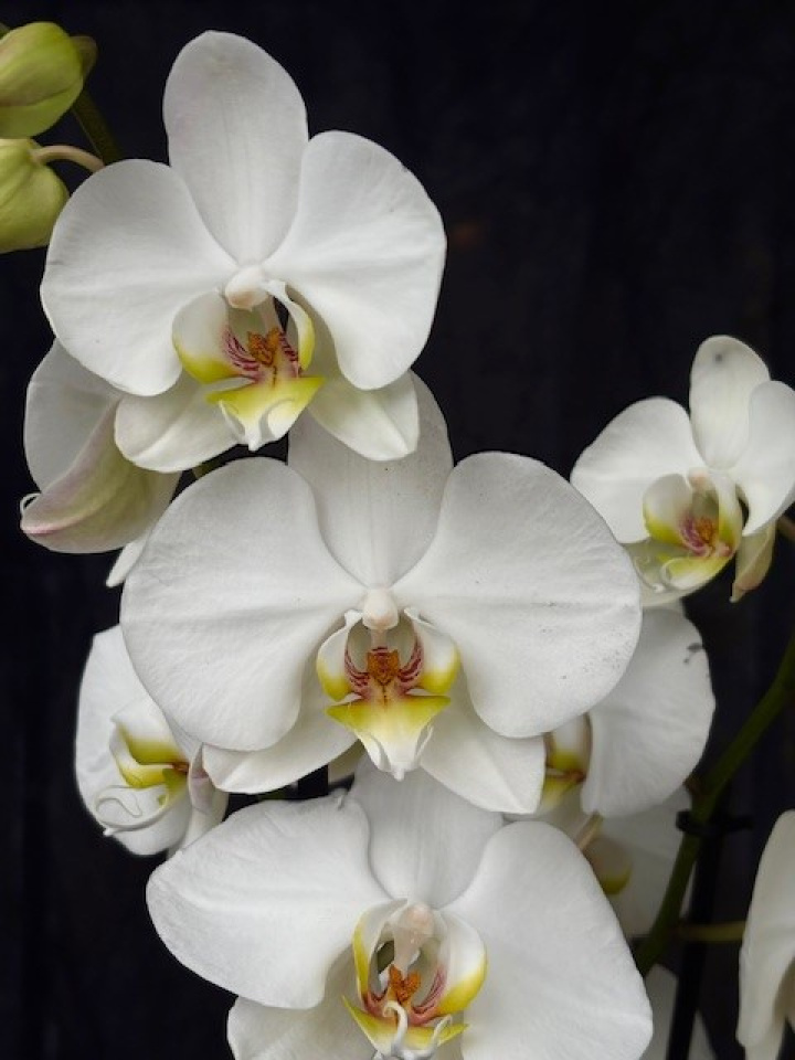 Phalaenopsis \'Berger\' - Brudorkidé i gruppen Växter / Krukväxter / Orkidéer hos Åsby Hem & Trädgård (197115)