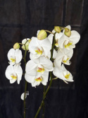 Phalaenopsis \'Berger\' - Brudorkidé