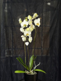 Phalaenopsis \'Berger\' - Brudorkidé