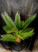 Cycas revoluta - Japansk kottepalm